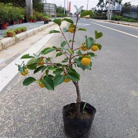 家門口植物|門前植物旺宅秘訣